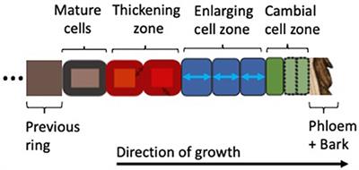 Wood Formation Modeling – A Research Review and Future Perspectives